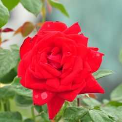 Роза штамбовая чайно-гибридная Бургунд купить во Владимире