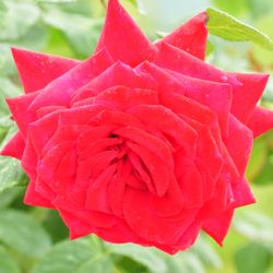 Роза штамбовая чайно-гибридная Бургунд купить во Владимире