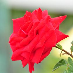 Роза штамбовая чайно-гибридная Бургунд купить во Владимире