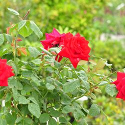 Роза штамбовая чайно-гибридная Бургунд купить во Владимире