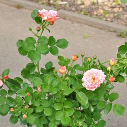 Роза плетистая Alchymist купить в Нижнем Новгороде