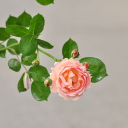 Роза плетистая Alchymist купить в Нижнем Новгороде