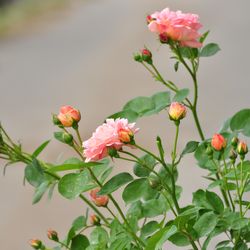 Роза плетистая Alchymist купить в Нижнем Новгороде