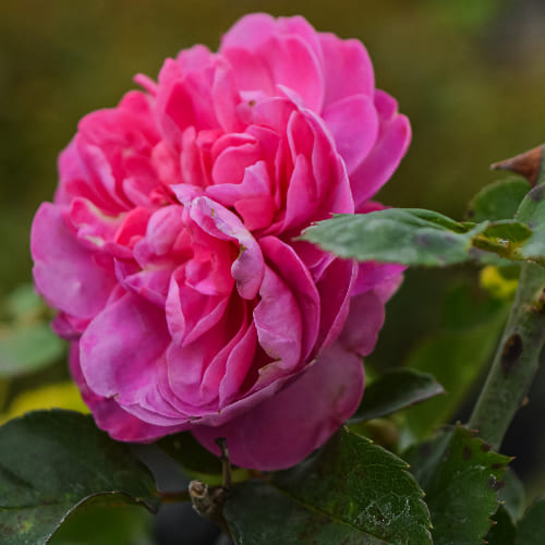 Роза плетистая Аллегро 2010 купить во Владимире