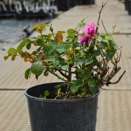 Роза плетистая Аллегро 2010 купить во Владимире