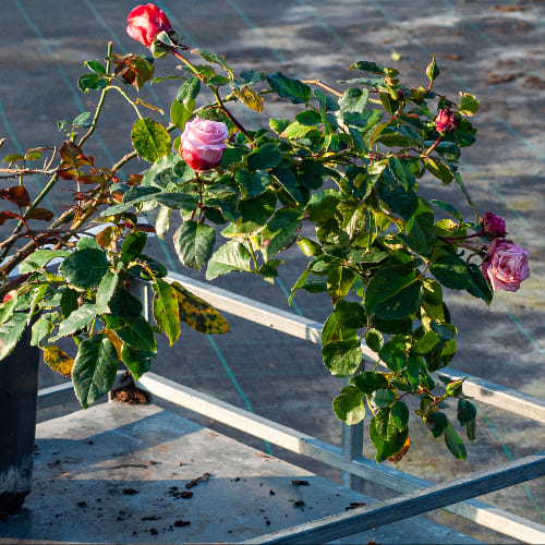 Роза плетистая Barock купить во Владимире