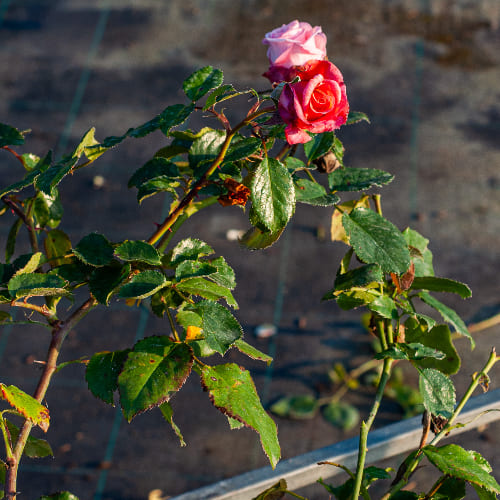 Роза плетистая Barock купить во Владимире