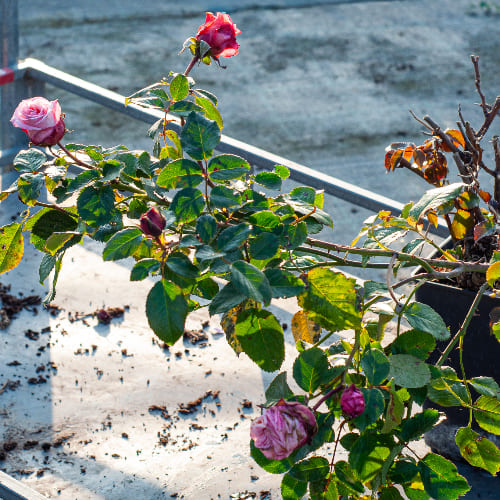 Роза плетистая Barock купить во Владимире