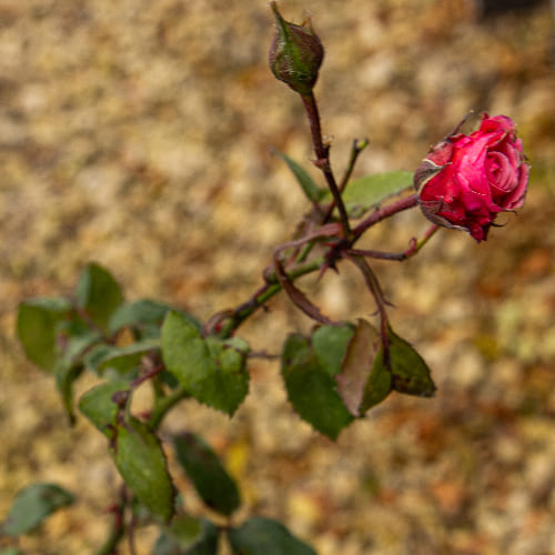 Роза плетистая Этюд купить в Нижнем Новгороде