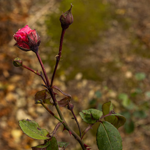 Роза плетистая Этюд купить в Нижнем Новгороде