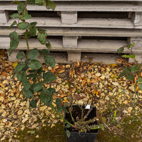 Роза плетистая Этюд купить в Нижнем Новгороде
