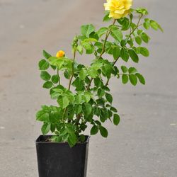 Роза плетистая Голден Парфюм купить в Ульяновске