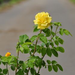 Роза плетистая Голден Парфюм купить в Ульяновске