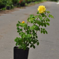 Роза плетистая Голден Парфюм купить в Ульяновске