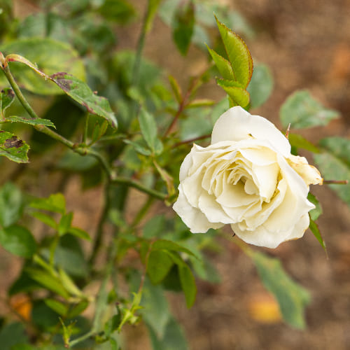 Роза плетистая Айсберг купить в Нижнем Новгороде