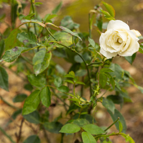 Роза плетистая Айсберг купить в Нижнем Новгороде