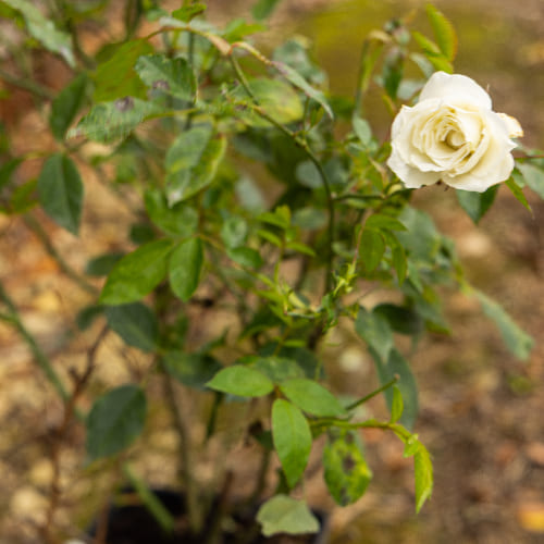Роза плетистая Айсберг купить в Нижнем Новгороде
