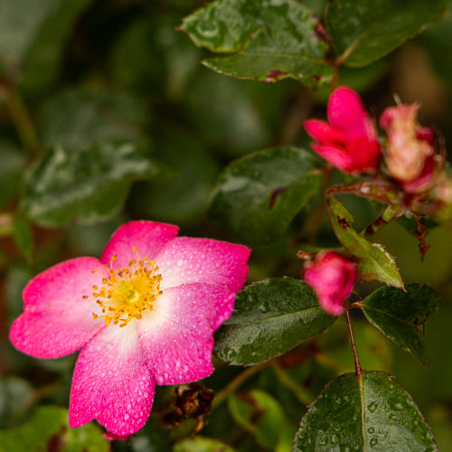 Роза плетистая Флокс Мейланд купить во Владимире