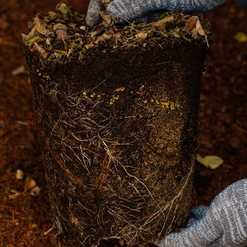 Роза плетистая Флокс Мейланд купить во Владимире