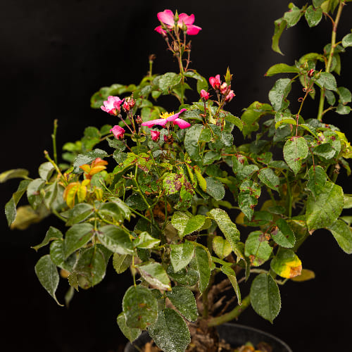 Роза плетистая Флокс Мейланд купить во Владимире