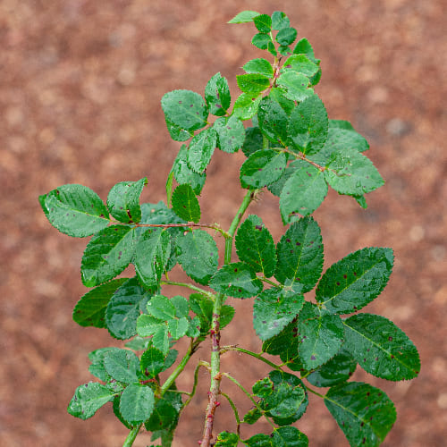 Роза плетистая Сантана купить в Нижнем Новгороде
