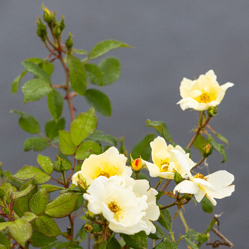 Роза плетистая Санни Кнок Аут купить во Владимире