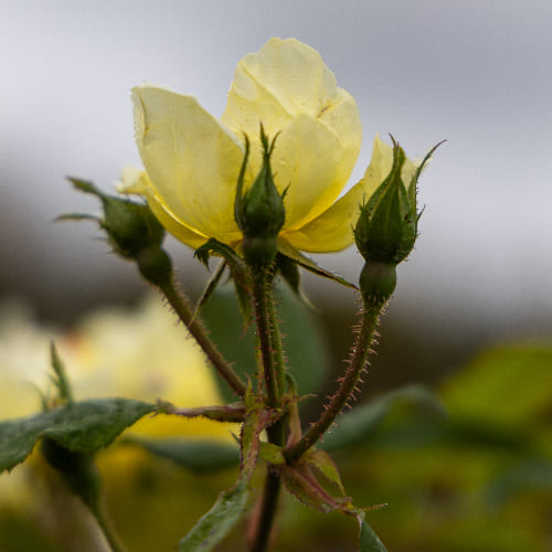 Роза плетистая Санни Кнок Аут купить во Владимире