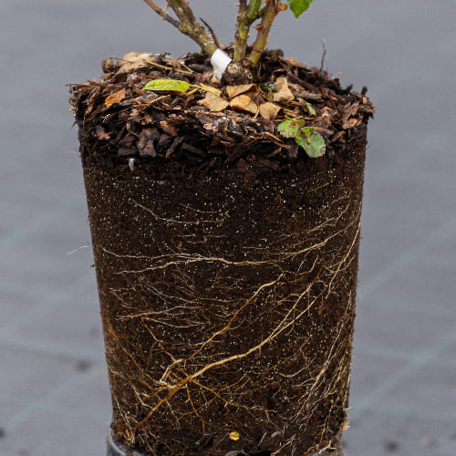 Роза плетистая Санни Кнок Аут купить во Владимире