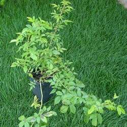 Роза плетистая Вейченблау купить в Нижнем Новгороде