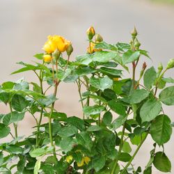 Роза Флорибунда Bernstein купить в Нижнем Новгороде