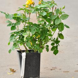 Роза Флорибунда Bernstein купить в Нижнем Новгороде