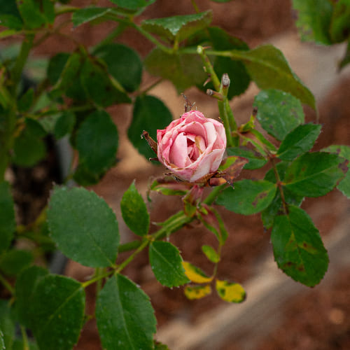 Роза Флорибунда Боника 82 купить в Нижнем Новгороде