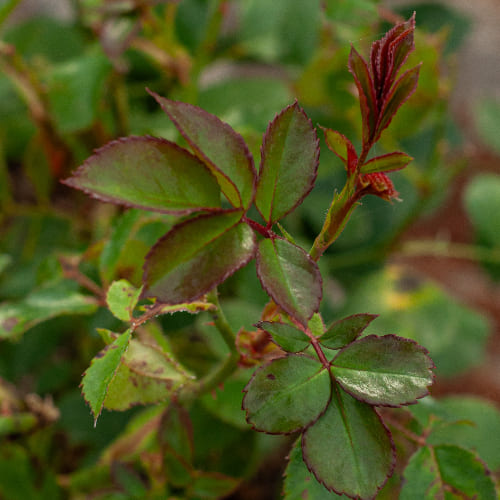 Роза Флорибунда Боника 82 купить в Нижнем Новгороде