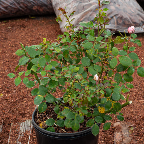 Роза Флорибунда Боника 82 купить в Нижнем Новгороде