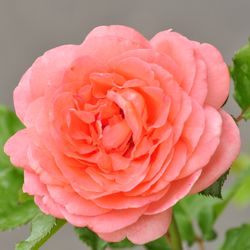 Роза Флорибунда Bonita Renaissance купить во Владимире