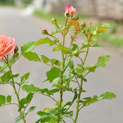 Роза Флорибунда Bonita Renaissance купить во Владимире