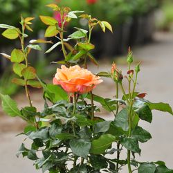 Роза Флорибунда Bonita Renaissance купить во Владимире