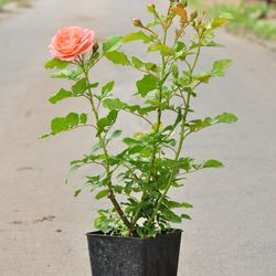 Роза Флорибунда Bonita Renaissance купить в Саранске