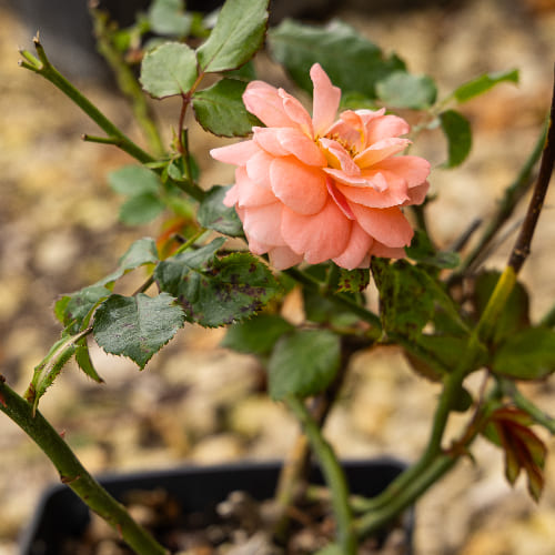 Роза Флорибунда Bonita Renaissance купить в Нижнем Новгороде