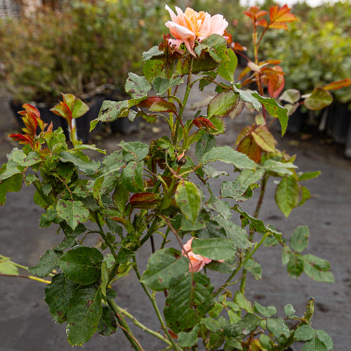 Роза Флорибунда Bonita Renaissance купить в Нижнем Новгороде