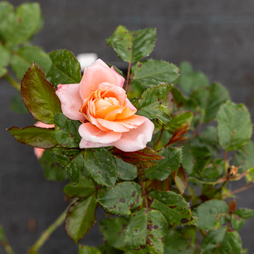 Роза Флорибунда Bonita Renaissance купить в Нижнем Новгороде