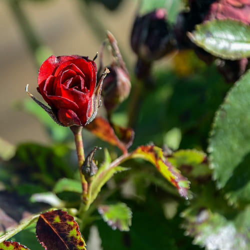 Роза Флорибунда Брайт Мейлов купить во Владимире