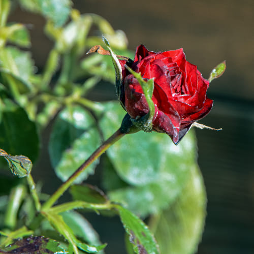 Роза Флорибунда Брайт Мейлов купить во Владимире