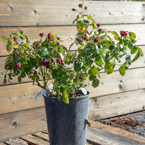 Роза Флорибунда Брайт Мейлов купить во Владимире
