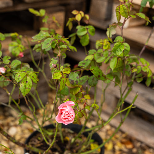 Роза Флорибунда Клер Матин купить во Владимире