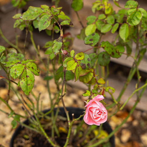 Роза Флорибунда Клер Матин купить во Владимире