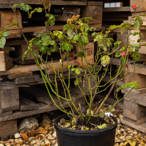 Роза Флорибунда Клер Матин купить во Владимире