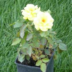 Роза Флорибунда Фрезия купить во Владимире