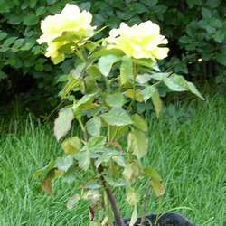 Роза Флорибунда Фрезия купить во Владимире