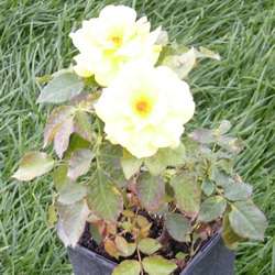 Роза Флорибунда Фрезия купить во Владимире